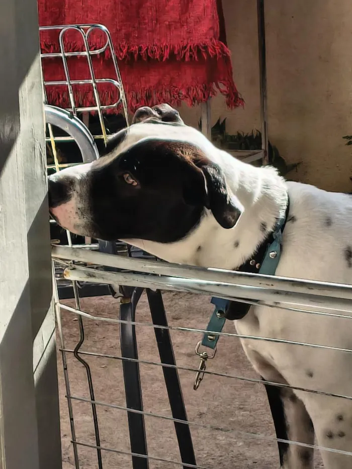 Cachorro raça SRD-ViraLata idade 1 ano nome Oscar