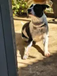 Oscar