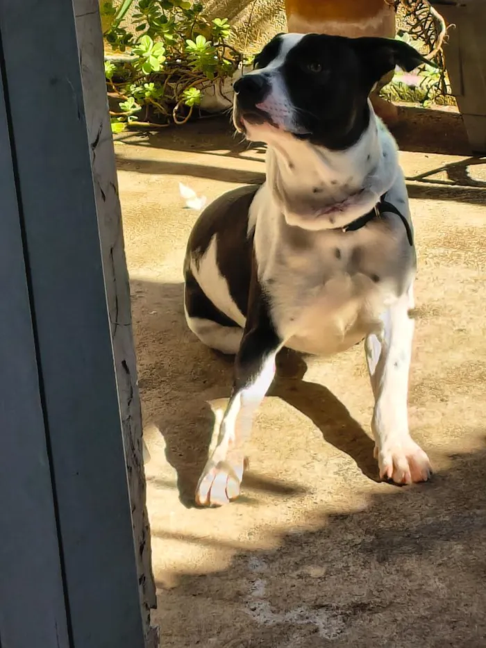 Cachorro raça SRD-ViraLata idade 1 ano nome Oscar