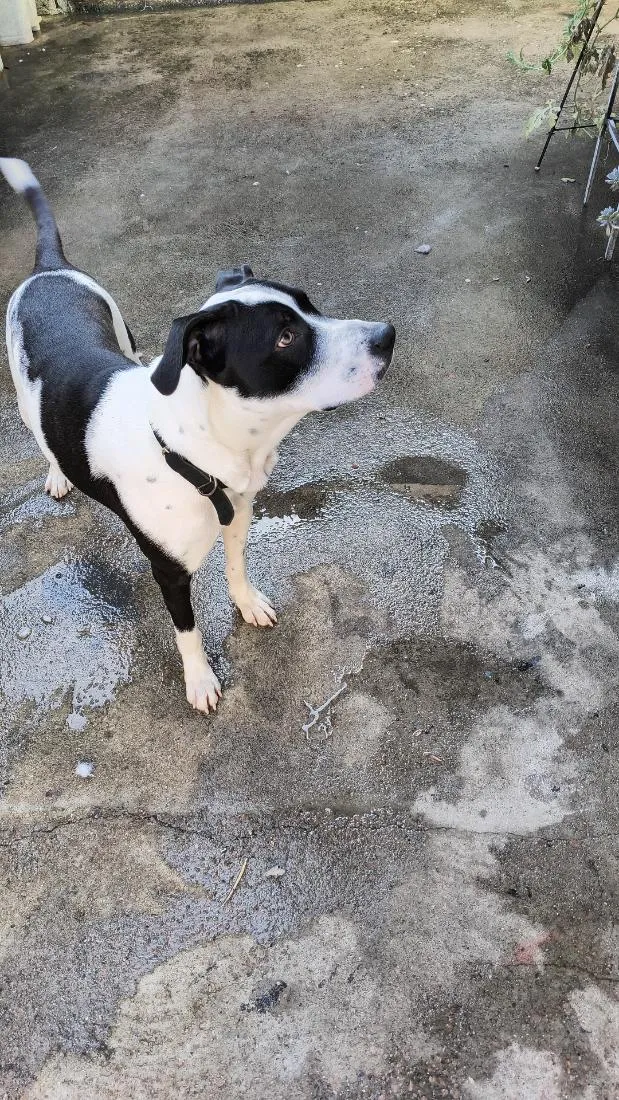 Cachorro raça SRD-ViraLata idade 1 ano nome Oscar