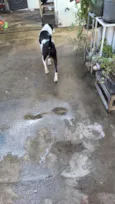 Oscar