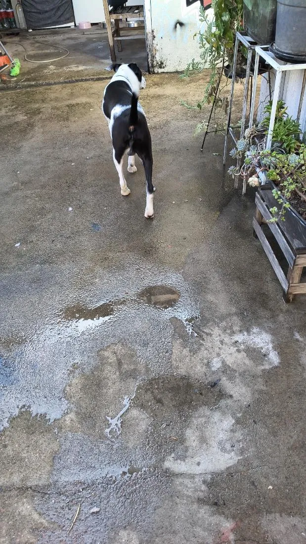 Cachorro raça SRD-ViraLata idade 1 ano nome Oscar