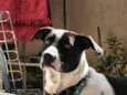 Oscar