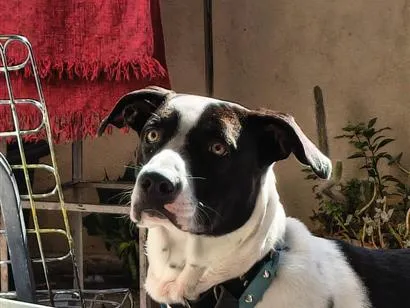 Cachorro raça SRD-ViraLata idade 1 ano nome Oscar