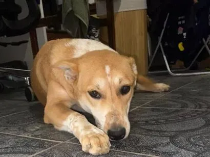 Cachorro raça SRD-ViraLata idade 2 a 6 meses nome Puma