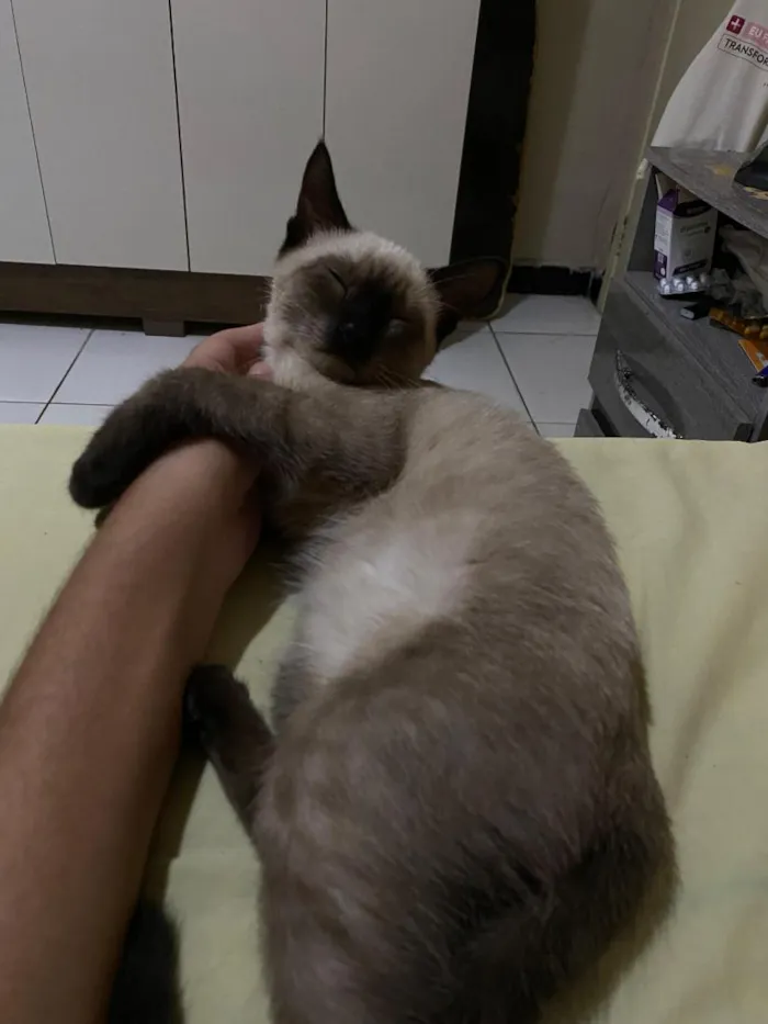 Gato raça Siamês idade 2 a 6 meses nome Nico