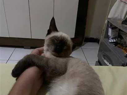 Gato raça Siamês idade 2 a 6 meses nome Nico