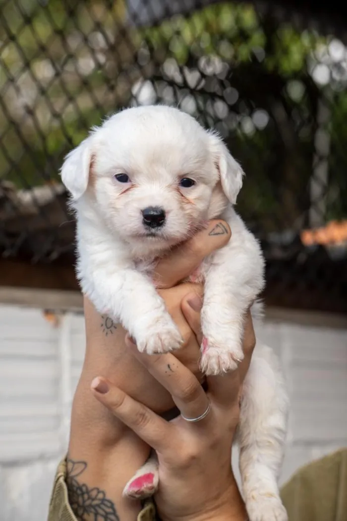 Cachorro raça SRD-ViraLata idade Abaixo de 2 meses nome Branquinho