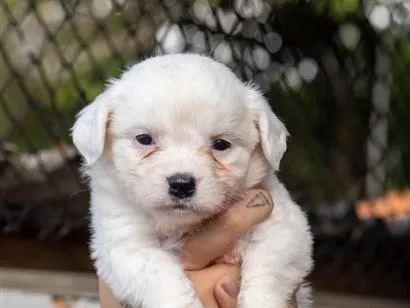 Cachorro raça SRD-ViraLata idade Abaixo de 2 meses nome Branquinho