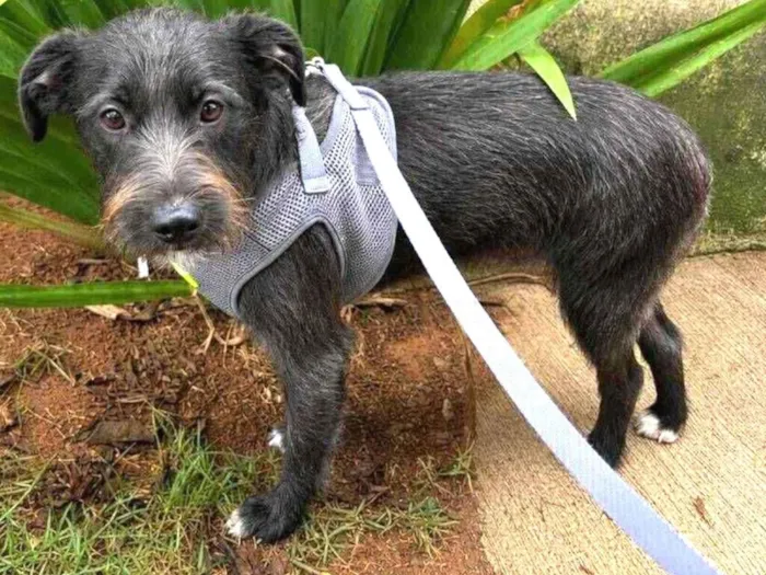 Cachorro raça SRD-ViraLata idade 7 a 11 meses nome Chico