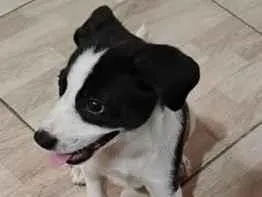 Cachorro raça SRD-ViraLata idade 2 a 6 meses nome Abbath
