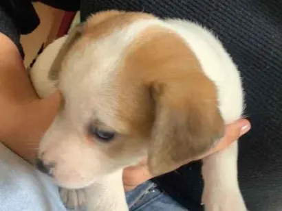 Cachorro raça SRD-ViraLata idade 2 a 6 meses nome Cowboy