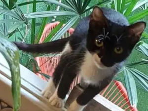 Gato raça SRD-ViraLata idade 2 a 6 meses nome filó