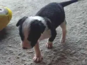 Cachorro raça Fox Paulistinha  idade 2 a 6 meses nome Logan