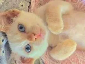 Gato raça SRD-ViraLata idade Abaixo de 2 meses nome .