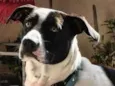 Oscar