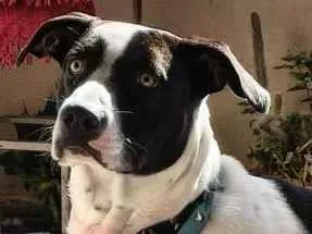 Cachorro raça SRD-ViraLata idade 1 ano nome Oscar