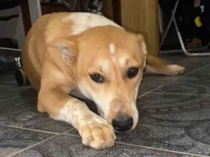 Cachorro raça SRD-ViraLata idade 2 a 6 meses nome Puma