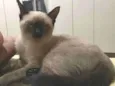 Nico