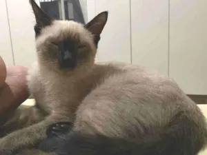Gato raça Siamês idade 2 a 6 meses nome Nico
