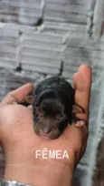 Stella 