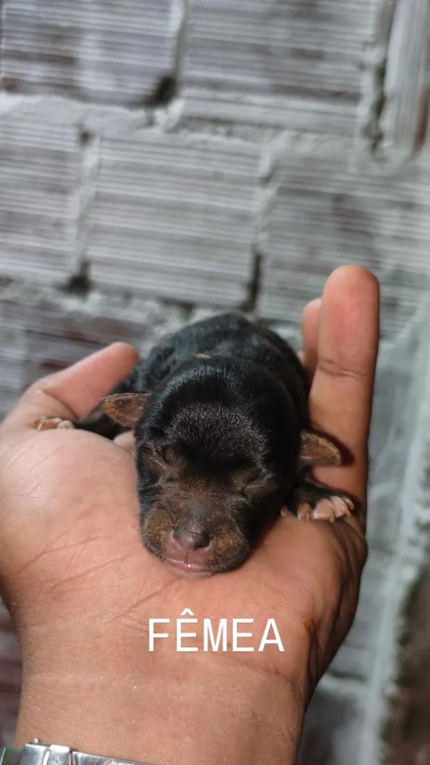 Cachorro raça SRD-ViraLata idade 2 anos nome Stella 