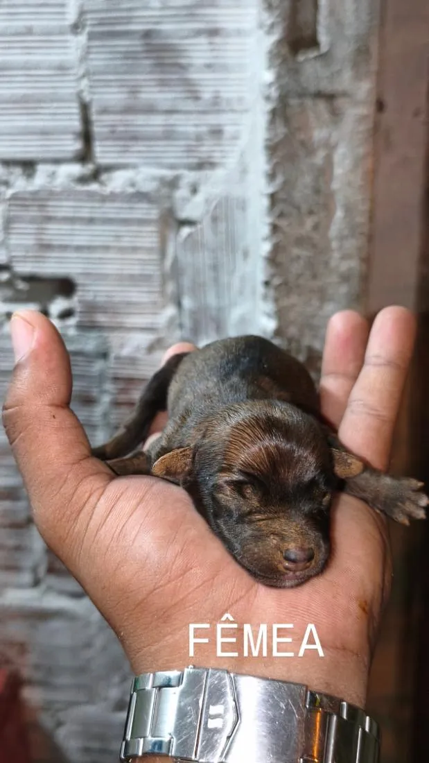 Cachorro raça SRD-ViraLata idade 2 anos nome Stella 