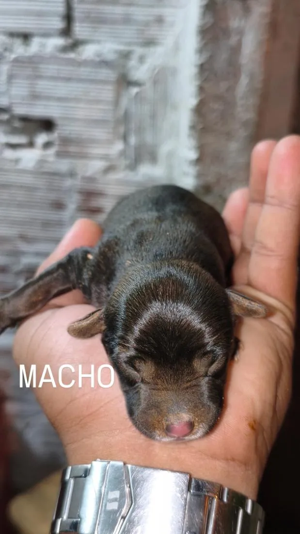 Cachorro raça SRD-ViraLata idade 2 anos nome Stella 