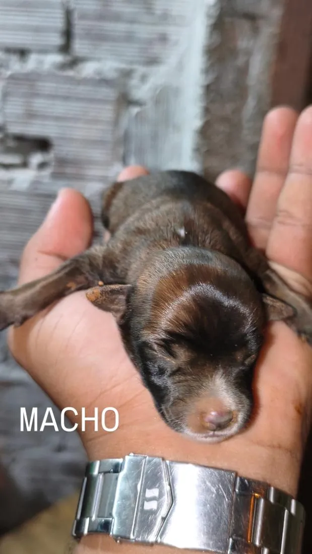 Cachorro raça SRD-ViraLata idade 2 anos nome Stella 