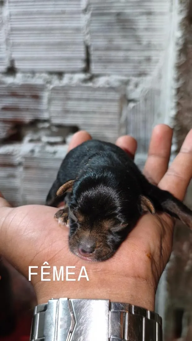 Cachorro raça SRD-ViraLata idade 2 anos nome Stella 
