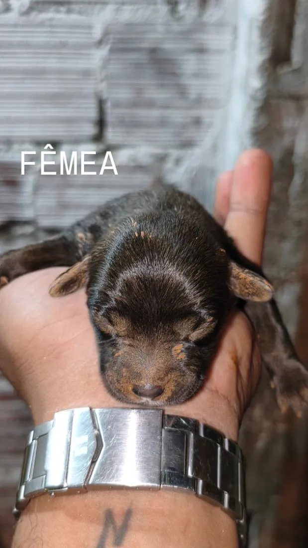 Cachorro raça SRD-ViraLata idade 2 anos nome Stella 