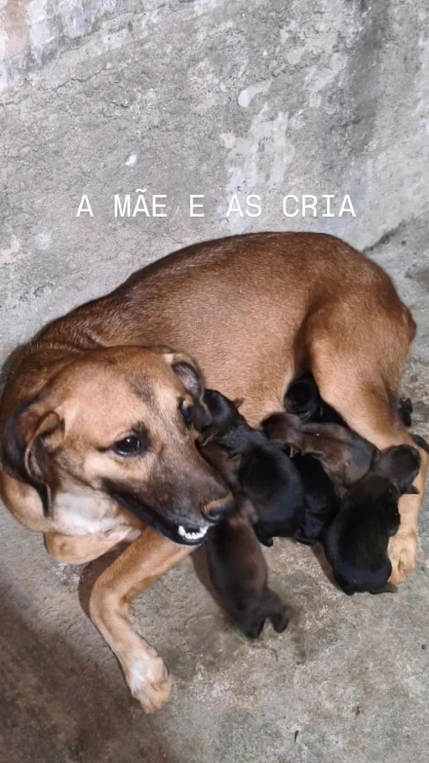 Cachorro raça SRD-ViraLata idade 2 anos nome Stella 