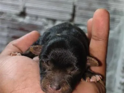 Cachorro raça SRD-ViraLata idade 2 anos nome Stella 