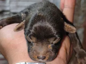 Cachorro raça SRD-ViraLata idade 2 anos nome Stella 