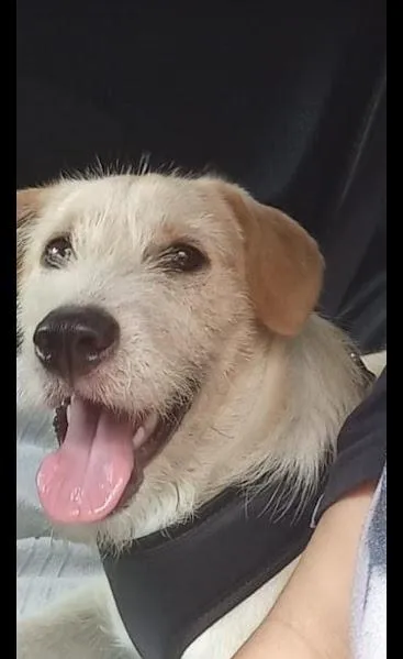 Cachorro raça SRD-ViraLata idade 2 a 6 meses nome Marley