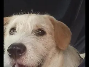 Cachorro raça SRD-ViraLata idade 2 a 6 meses nome Marley