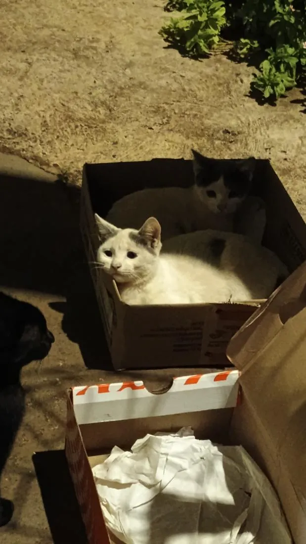 Gato raça SRD-ViraLata idade 2 a 6 meses nome filhotes da modelo