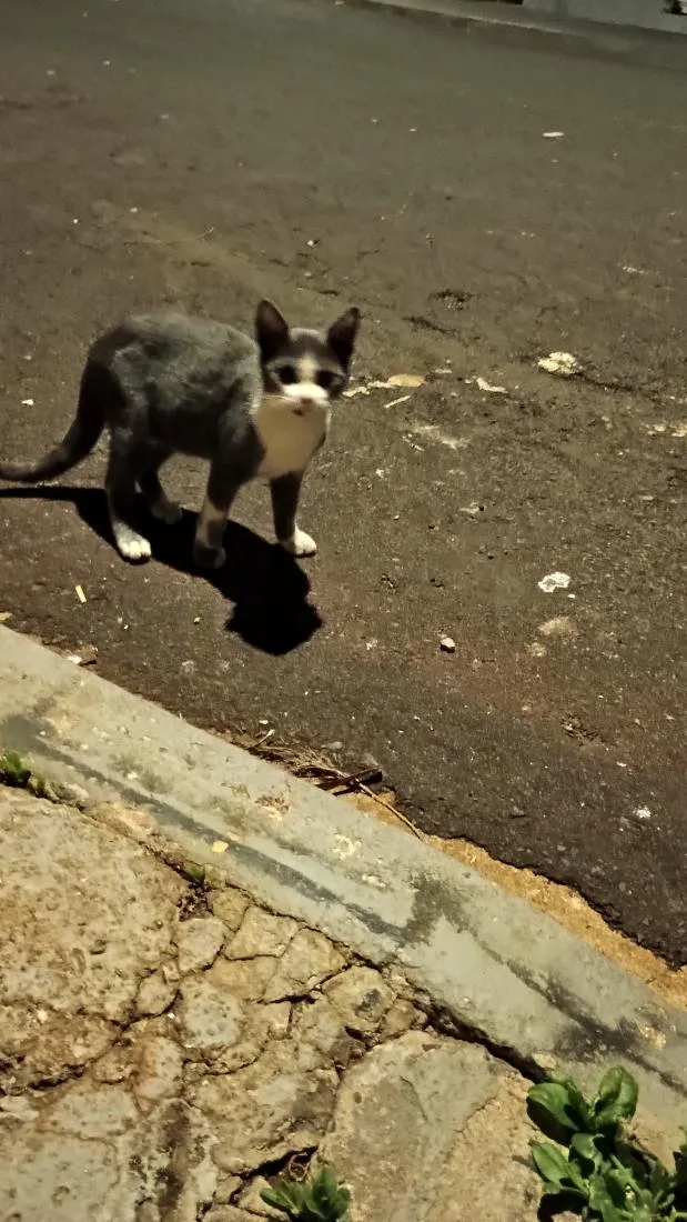 Gato raça SRD-ViraLata idade 2 a 6 meses nome filhotes da modelo
