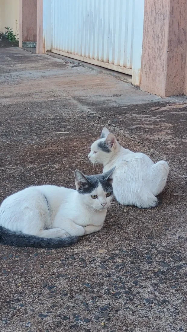 Gato raça SRD-ViraLata idade 2 a 6 meses nome filhotes da modelo