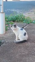 filhotes da modelo