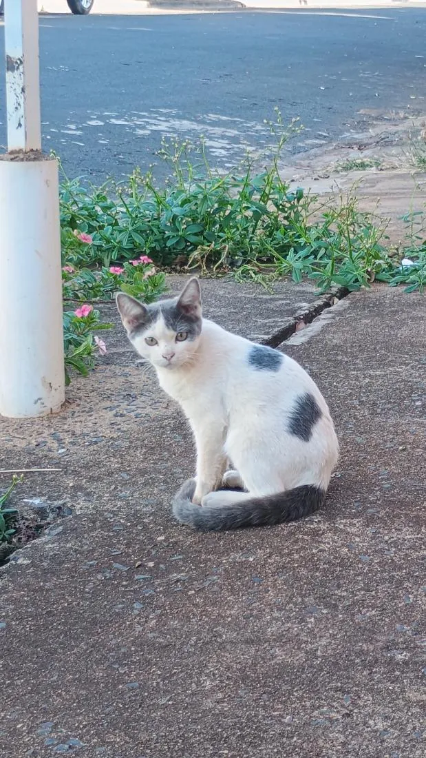Gato raça SRD-ViraLata idade 2 a 6 meses nome filhotes da modelo
