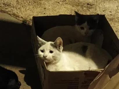 Gato raça SRD-ViraLata idade 2 a 6 meses nome filhotes da modelo
