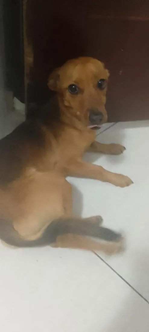 Cachorro raça SRD-ViraLata idade 1 ano nome rana