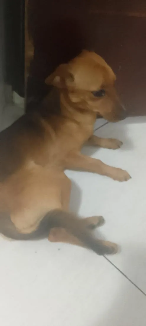 Cachorro raça SRD-ViraLata idade 1 ano nome rana