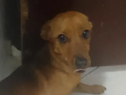 Cachorro raça SRD-ViraLata idade 1 ano nome rana
