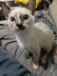 Perlla