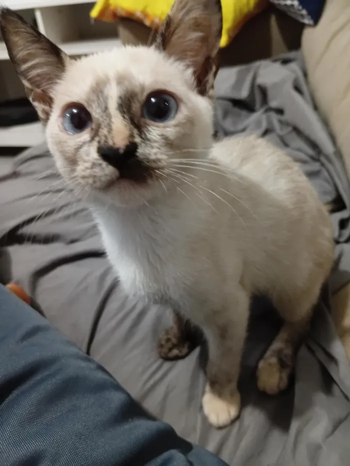 Gato raça SRD-ViraLata idade 2 a 6 meses nome Perlla