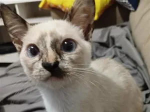 Gato raça SRD-ViraLata idade 2 a 6 meses nome Perlla