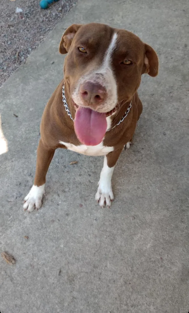 Cachorro raça Pit-Bull idade 6 ou mais anos nome Paçoca 