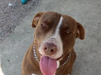 Cachorro raça Pit-Bull idade 6 ou mais anos nome Paçoca 